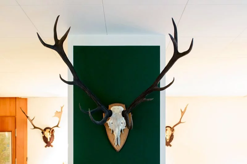 Ein Hirschgeweih an einer grünen Wand im Jagdschloss Hubertusstock, perfekt für eine Hochzeit mit rustikaler Eleganz.