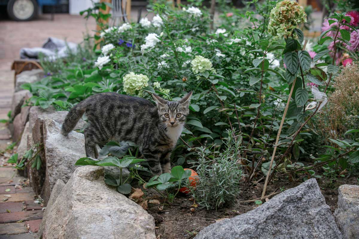 Getigerte Katze im grünen Garten der Hochzeitsscheune Glücksburg, umgeben von Pflanzen und Blumen, vor einer Backsteinkulisse.
