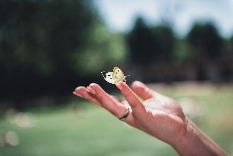 Braut mit Schmetterling auf der Hand – romantischer Moment in der Natur