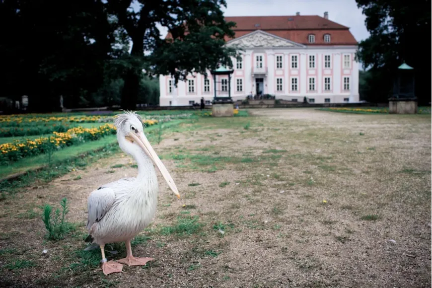 schloss-friedrichsfelde, berlin, hochzeitsreportagen - Hochzeitsfotos Schloss Friedrichsfelde - Fine und Olly